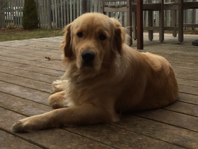 Photograph of my Golden Retriever Richard lying on a deck outside.